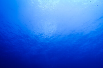 沖縄、海の中の美しい世界