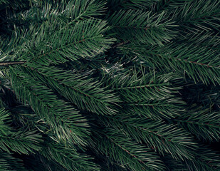Naklejka na ściany i meble Background of spruce branches. Texture and background.