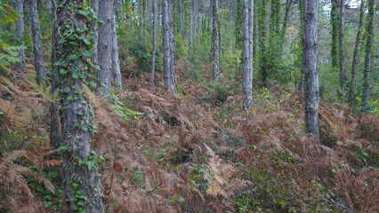 Forest and park scenes from İstanbul