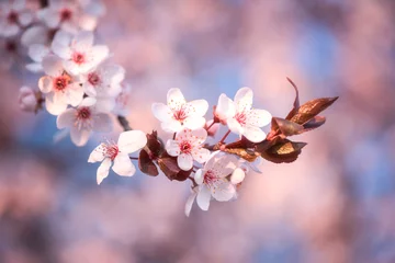 Natürlicher Blumenhintergrund, Blüte dekorativer japanischer kirschrosa Blumen im sonnigen Frühlingsgarten. Makrobild mit Kopienraum, geeignet für Tapeten, Cover oder Grußkarten © larauhryn