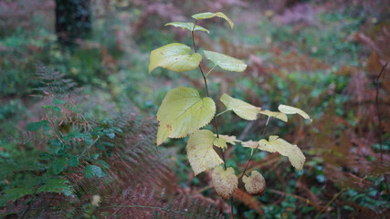 Forest and park scenes from İstanbul