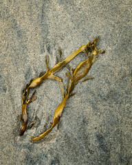 Piece of seaweed kelp washed up on the beach.
The piece of kelp was lying so nicely in the sunlight that it turned out to be a very nice minimalistic photo.
Photo taken on one of the beautiful beaches