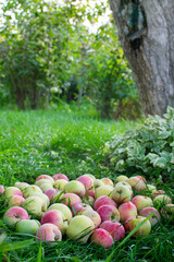 apples lie on green grass under a tree. Photo taken with selective focus and noise effect