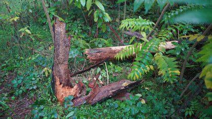 Forest and park scenes from İstanbul