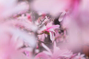 Natural floral background, blossoming of rare magnolia stellata with beautiful pink flowers in spring garden. Macro image with copy space suitable for wallpaper, cover or greeting card