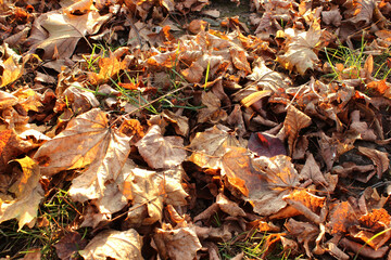 Scene with fallen dry leaves