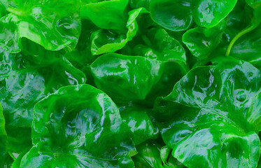 fresh Brazilian spinach with background