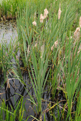 Obraz premium Close Up of Reeds Growing in Shallow River Waters 