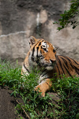 愛らしい猛獣　トラ