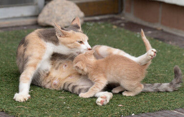 子育て中　猫の親子