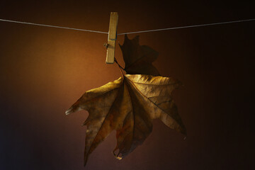 foglia, platano, appendere, filo, autunnale, secca, isolata, accartocciata, autunno, natura,...