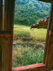 Rice Terraces in Doi inthanon national park in chiang Mai province, Thailand