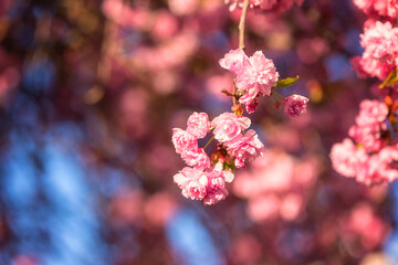 Natural floral background, blossoming of sakura (japanese cherry) with beautiful pink flowers in spring sunny garden. Macro image with copy space suitable for wallpaper, cover or greeting card
