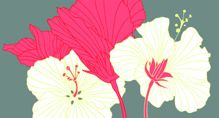 Pattern with flowers of hibiscus. Print with red and white blossoms on a gray. A drawing with ink contours of hibiscus. Tropical trendy exotic floral poster.