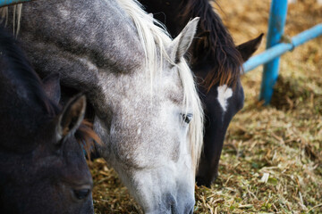 portrait white and black horse eating silage