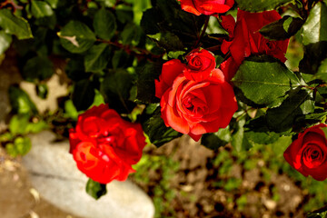Garden bed with flowers gardening and farming concept. Flowers growing in garden  in open ground in farm. Farm homestead with agricultural and flowers landings. Plants closeup.