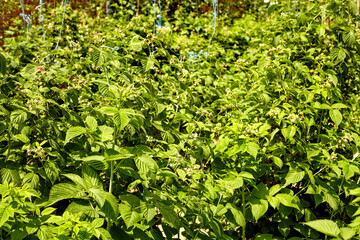 Obraz premium The raspberry bushes. Subsistence farming. Crop in the garden