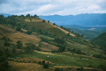 Fototapeta premium Landscape of Rice terraces on mountain at Ban Pa Pong Piang, Doi inThanon, Chiang Mai, Thailand
