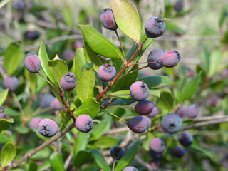 Myrtle (Myrtus communis)