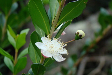 Myrtle (Myrtus communis)