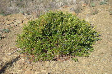 Myrtle (Myrtus communis)