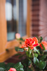 Flowers under the window - a street flower garden with rose bushes