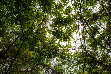 Tree leaves and branches on sky background. Tree canopy