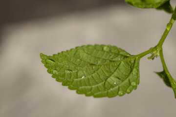 Green leaves of Plectranthus australis plants on a grey background