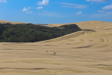 Fototapeta na wymiar Blue Sky over the big sand dunes of Te Paki with some sand surfers walking through the sand. The green trees between the dunes makes a great contrast.