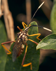 yellow legged insect perched on a branch