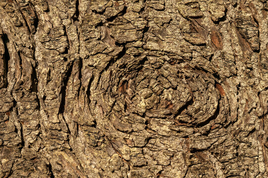 Tsuga Heterophylla brown tree bark macro close up texture background commonly known as   Western Hemlock, stock photo image