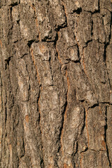Pinus hartwegii brown tree bark macro close up texture background commonly known as  Hartweg's Pine, stock photo image