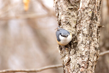 Nuthatch (Sitta europaea) sits on a tree branch.