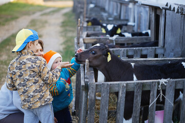 children feed little calves of cows on the farm