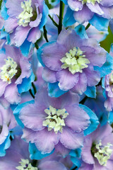 Delphinium elatum 'Anne Kenrick' a purple blue herbaceous spring summer flower plant commonly known as larkspur, stock photo image