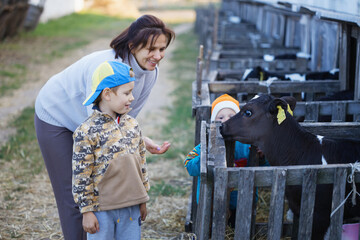 children feed little calves of cows on the farm