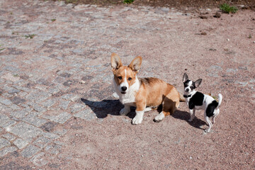 Two dogs walking on summer day - chihuahua and Welsh corgi pembroke dog outdoors on summer day
