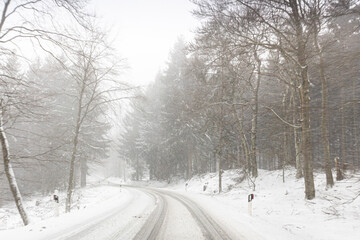 winter road in the forest