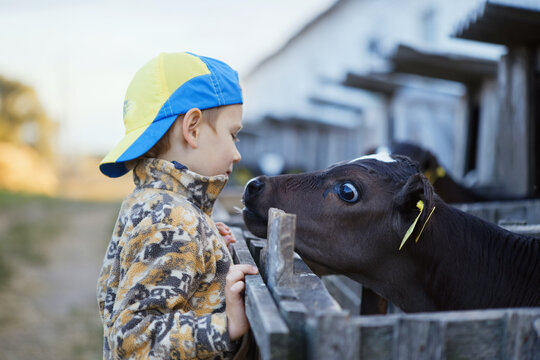 children feed little calves of cows on the farm