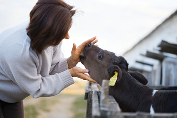 children feed little calves of cows on the farm