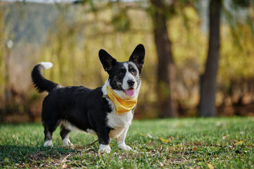 Cardigan welsh corgi is standing at the autumn park. Happy breed dog outdoors. Little black and...