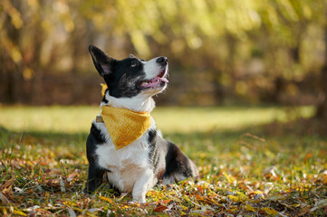Cardigan welsh corgi is sitting in yellow autumn leaves. Happy breed dog outdoors. Little black and...