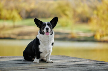 Cardigan welsh corgi is sitting at the autumn nature view. Happy breed dog outdoors. Little black...