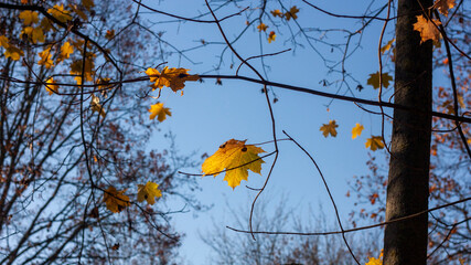 Natural background of bright yellow last maple leaves against the blue sky.