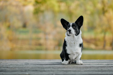 Cardigan welsh corgi is sitting at the autumn nature view. Happy breed dog outdoors. Little black and white shepherd dog.