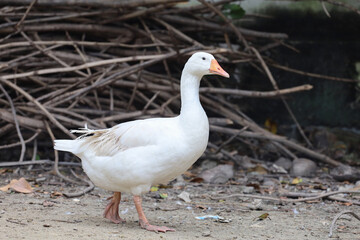 Naklejka na ściany i meble White female goose is stay in nature farm garden at thailand