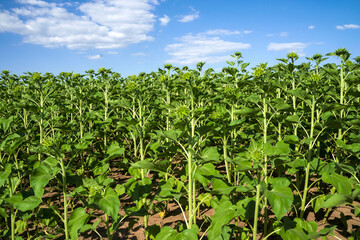 Fototapeta na wymiar field with green sunflowers against the sky