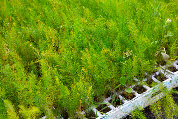 Fototapeta na wymiar Closeup of fresh greenery of young Asparagus Fern seedlings grown in greenhouse