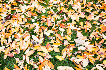 autumn, grass, yellow leaves on the grass.