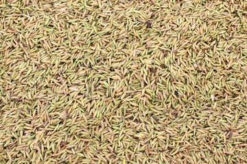 food paddy rice. background, surface, Background from pile of paddy rice and and rice seed.